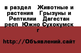  в раздел : Животные и растения » Грызуны и Рептилии . Дагестан респ.,Южно-Сухокумск г.